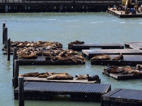 Watch sea lions play on the docks.